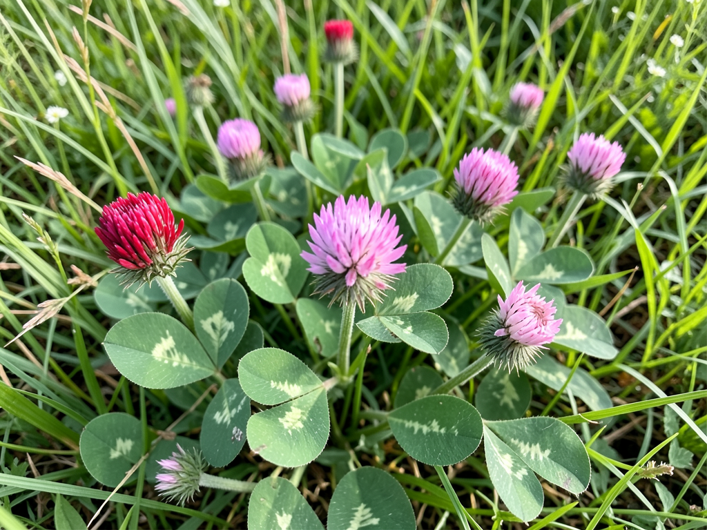 Red clover with pink-purple flowers in a grassy field