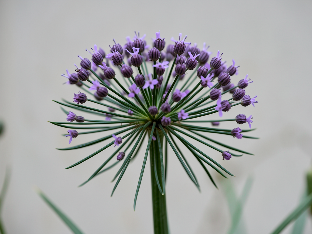 Field garlic close-up showing bulbils and thin leaves