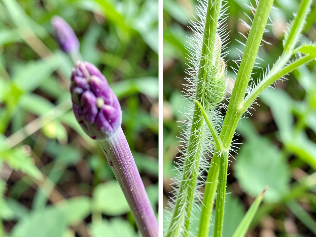 Wild carrot vs poison hemlock comparison